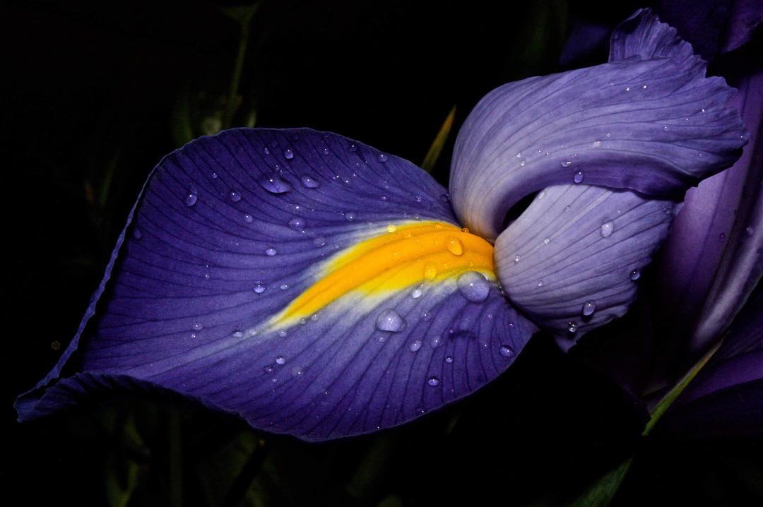 A violet iris petal with a yellow stripe, beaded with raindrops
