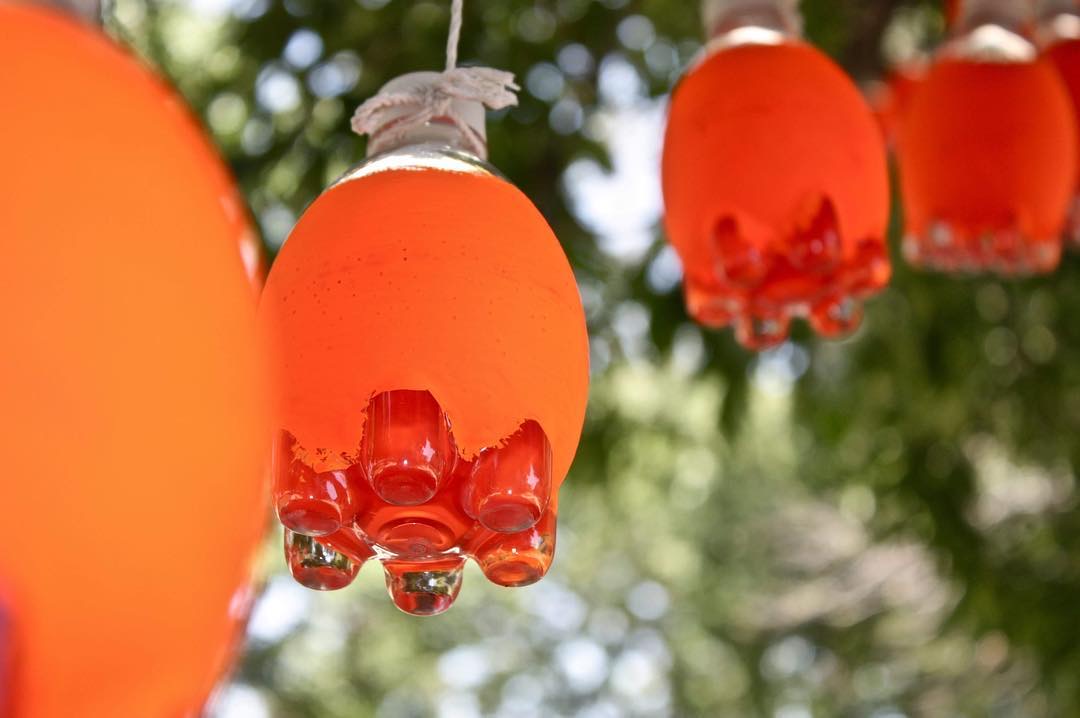 Orange glass lanterns hanging against blurred green trees