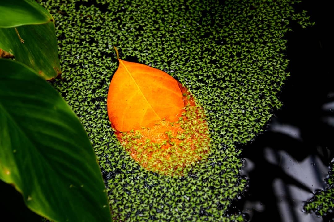 An orange leaf resting on a carpet of duckweed