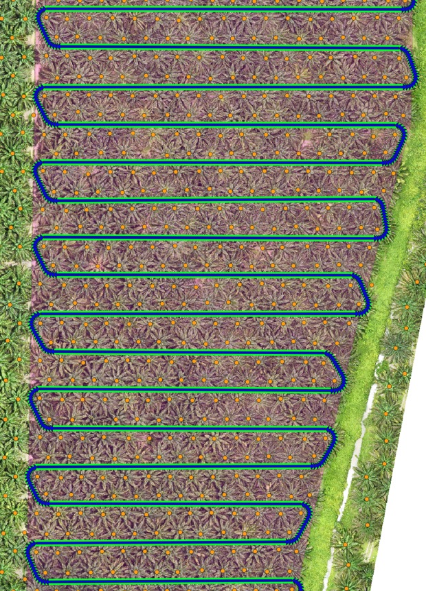 Aerial view of a tapering orchard block with detected tree centres and a generated back-and-forth route with rounded U-turns